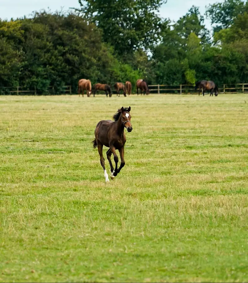 Haras