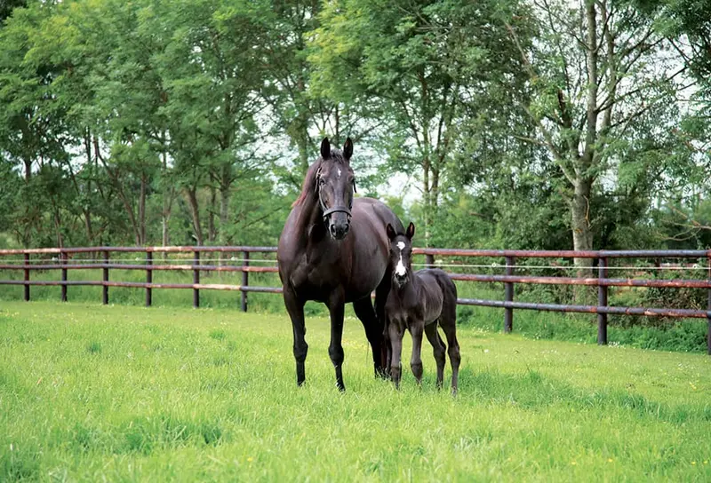 Haras