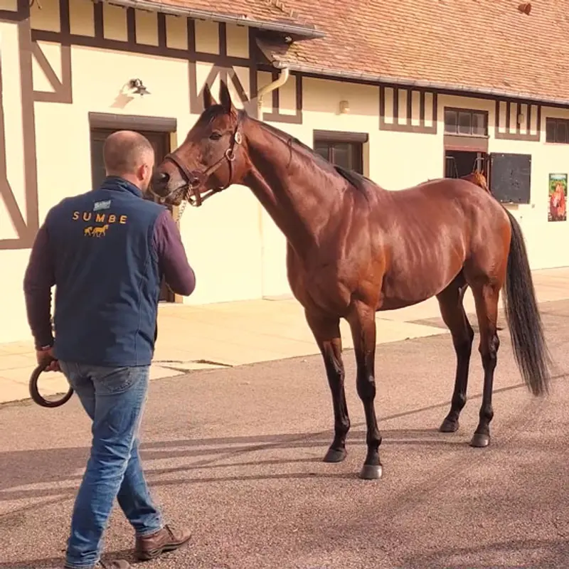 Sumbe-Haras-de-Montfort-et-Preaux
