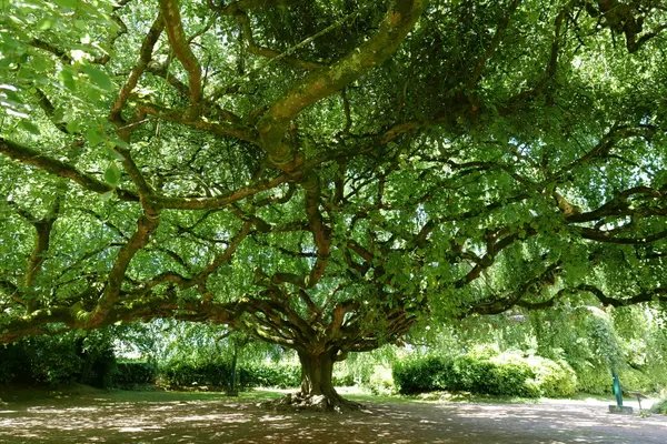 Image du spectacle Projection rencontre : Les Arbres remarquables au coeur de la biodiversité de de Jean-Pierre Duval & Georges Feterman