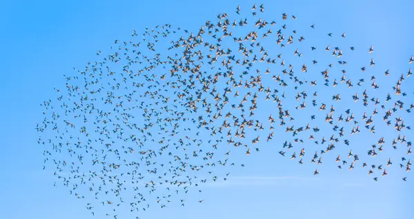 Image du spectacle Ssoukouk de Les Chants des oiseaux
