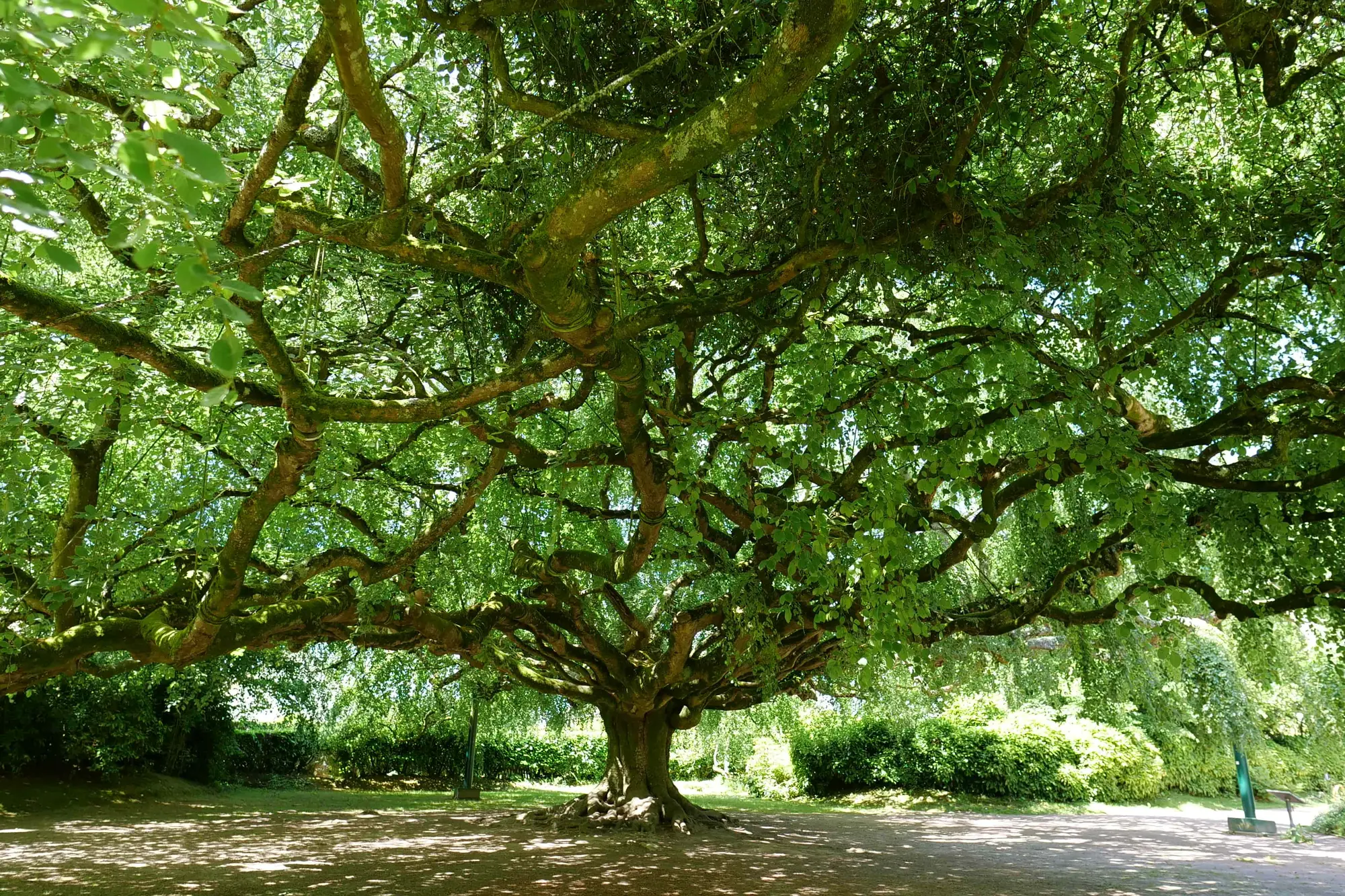 Image du spectacle Projection rencontre : Les Arbres remarquables au coeur de la biodiversité de de Jean-Pierre Duval & Georges Feterman