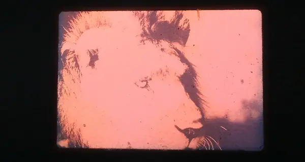 Virginie Yassef, 2017, La Criée – Rennes