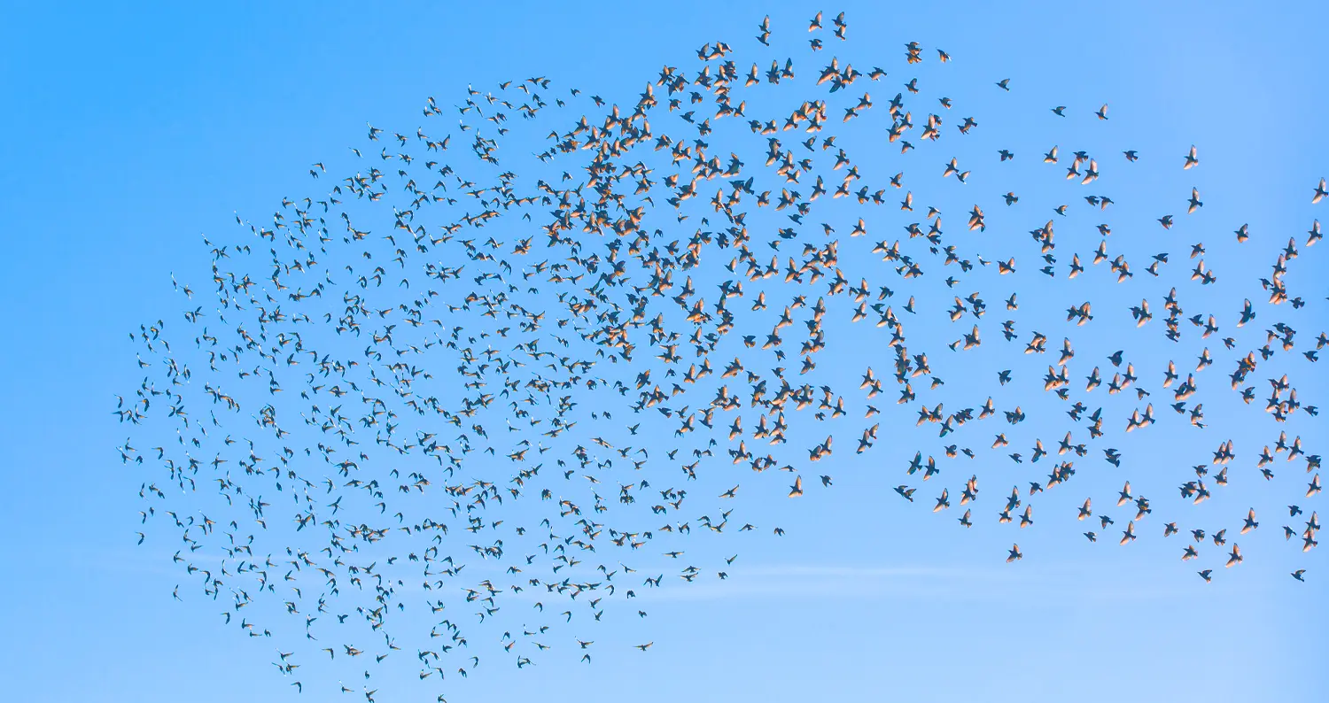 Image du spectacle Ssoukouk de Les Chants des oiseaux