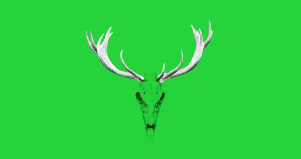 Image du spectacle Cernunnos Pagan Fest 2020 de 