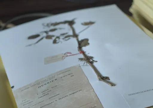 L'Arbre de l'Authenticité