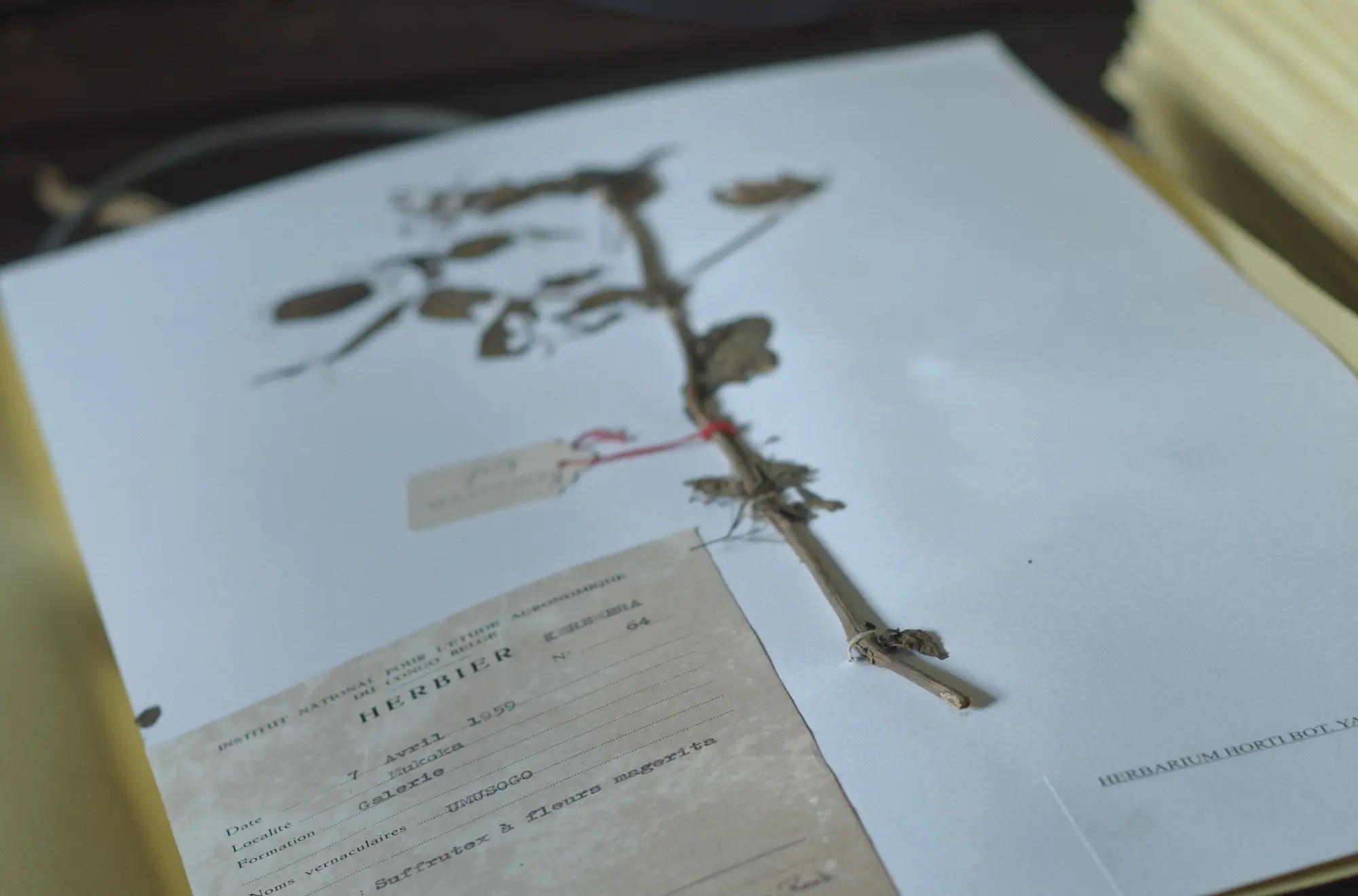 L'Arbre de l'Authenticité