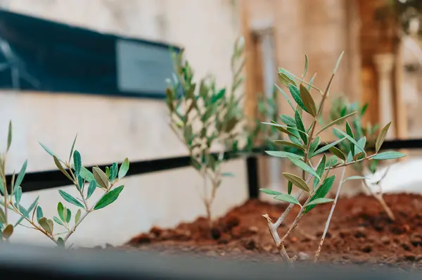Olive Gathering by Khalil Rebah, Dream projects, Dream City 2023 Festival, Tunis.