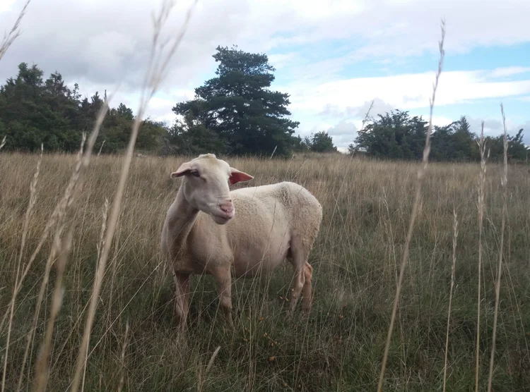 LARZAC !