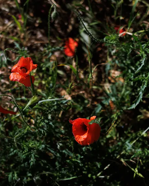 Notre printemps suisse