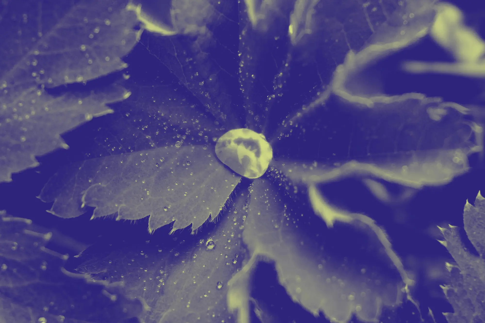 ALCHEMILLA