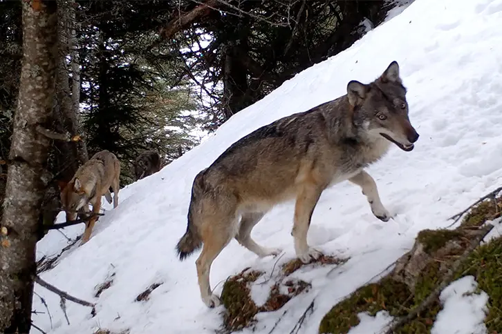 VIVRE AVEC LES LOUPS + DÉBAT