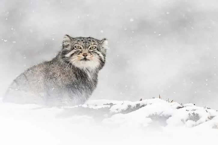 [COMPLET] AVANT-PREMIÈRE "LA PANTHÈRE DES NEIGES"