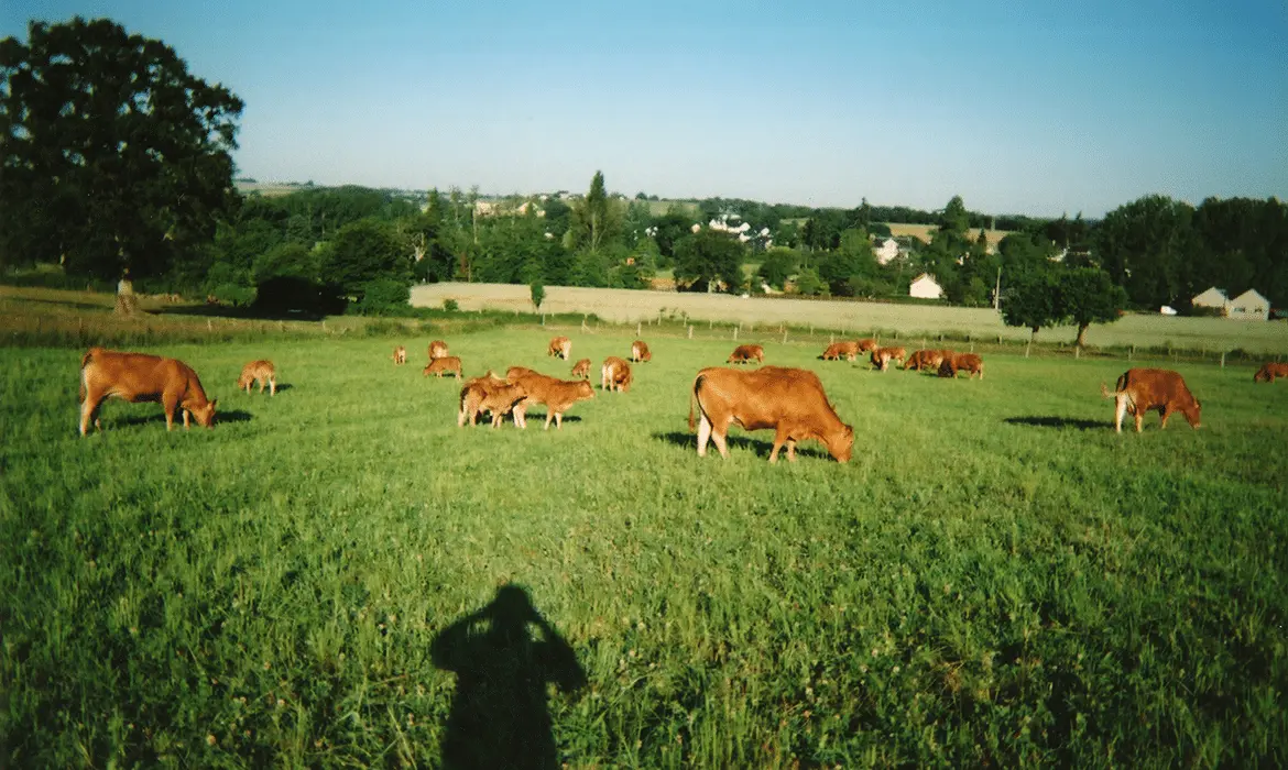 DEPUIS LES CHAMPS