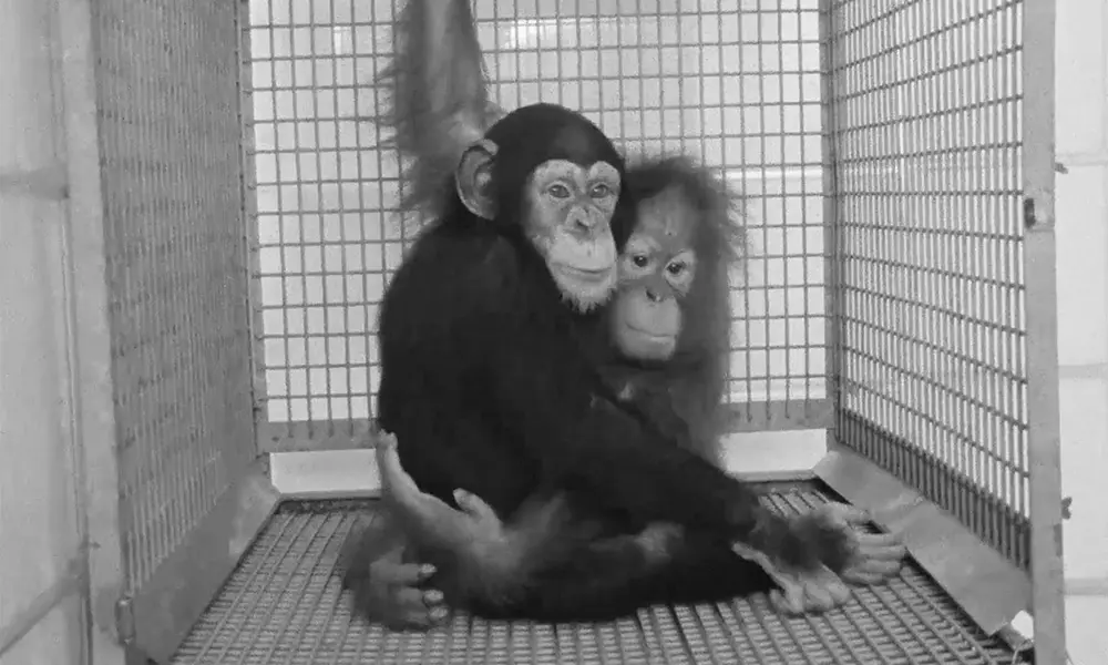 PRIMATE