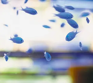 MY MOTHER IS A FISH