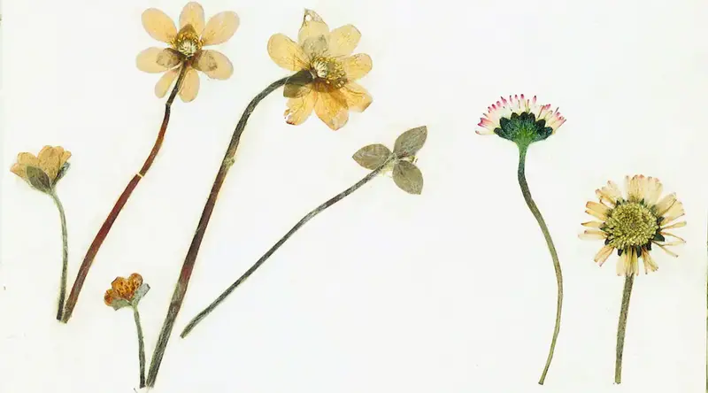 HERBIER IMAGINAIRE